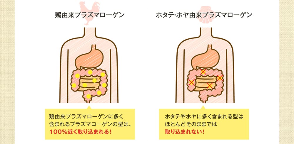 鶏由来プラズマローゲン